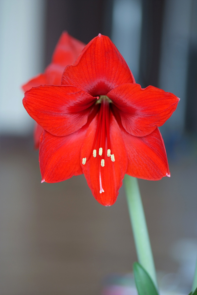 아마릴리스 - amaryllis, Hippeastrum puniceum (Lam.) Voss