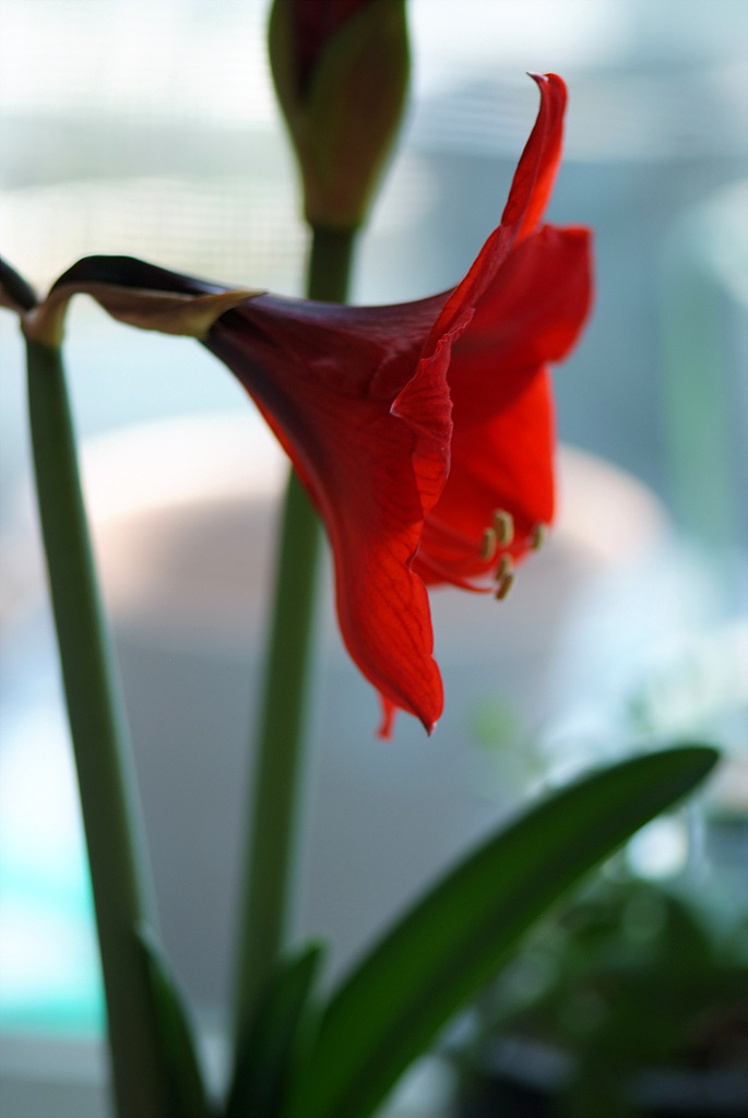 아마릴리스 - amaryllis, Hippeastrum puniceum (Lam.) Voss