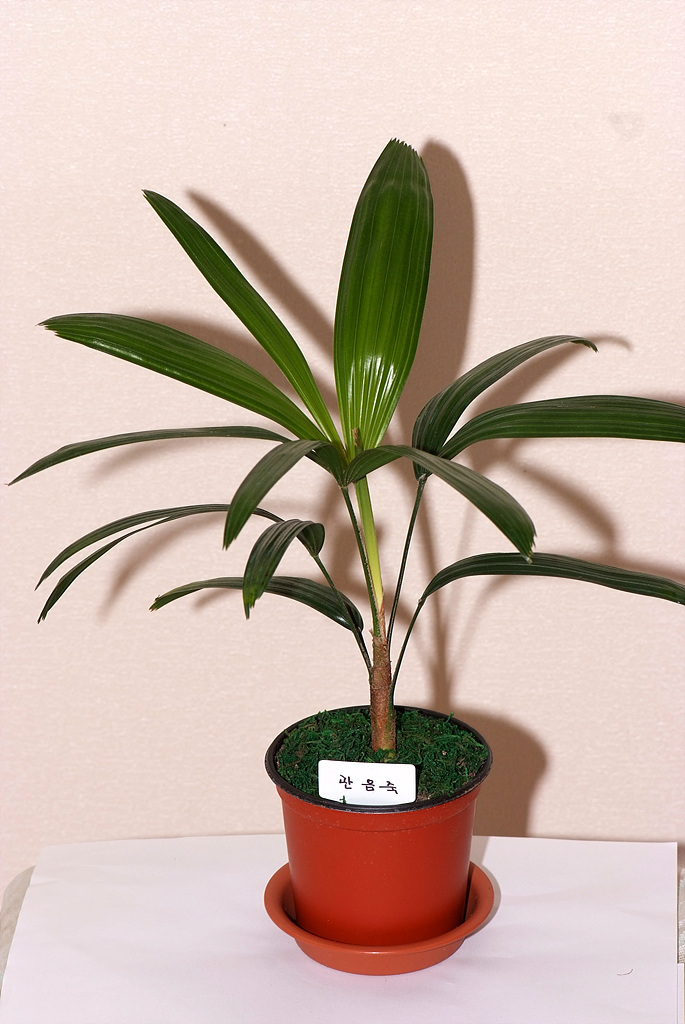 관음죽 - Broadleaf lady palm, Ground Rattan, Bamboo Palm, Lady Palm, Miniature Fan Palm, Fern Rhapis, Rhapis excelsa