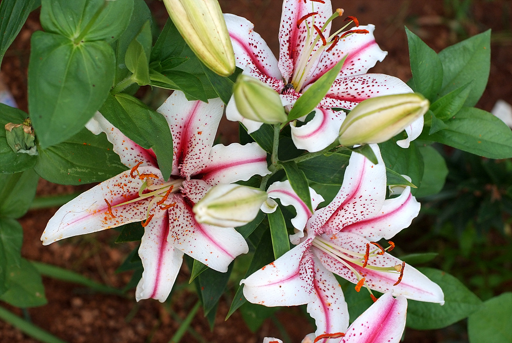 백합 - Lily, Lilium longiflorum Thunb.