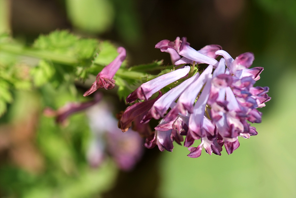 자주괴불주머니 - Corydalis incisa (Thunb.) Pers.