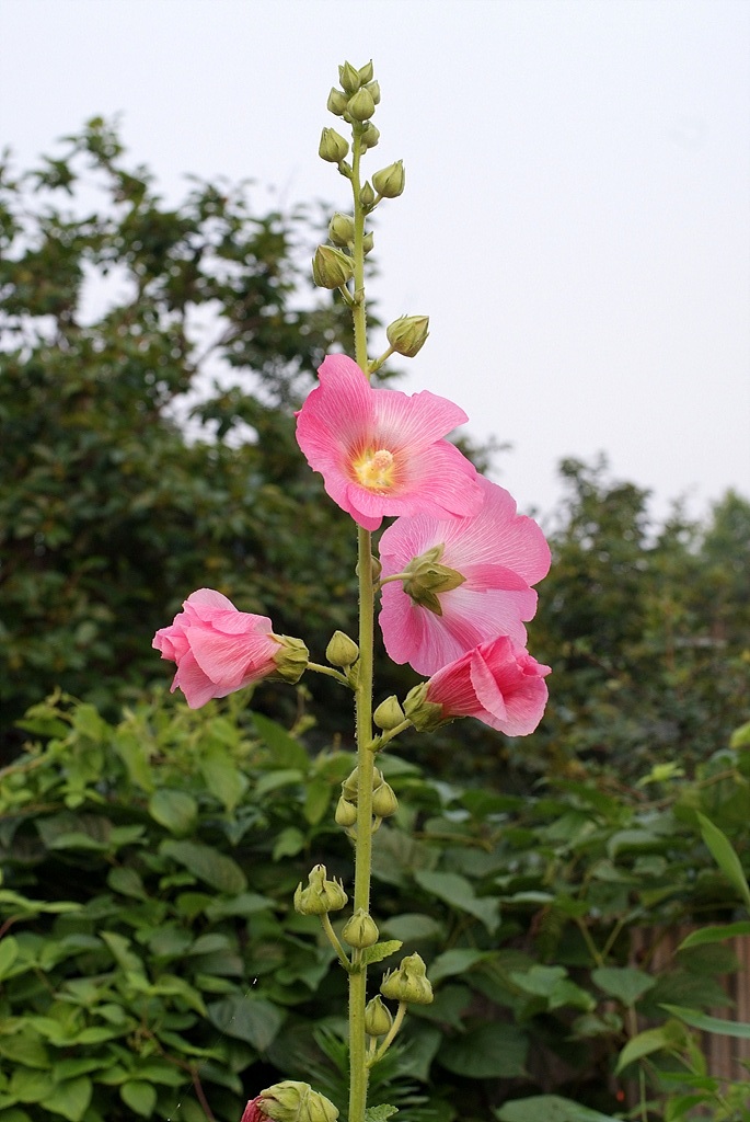접시꽃 - Alcea rosea, Althaea rosea