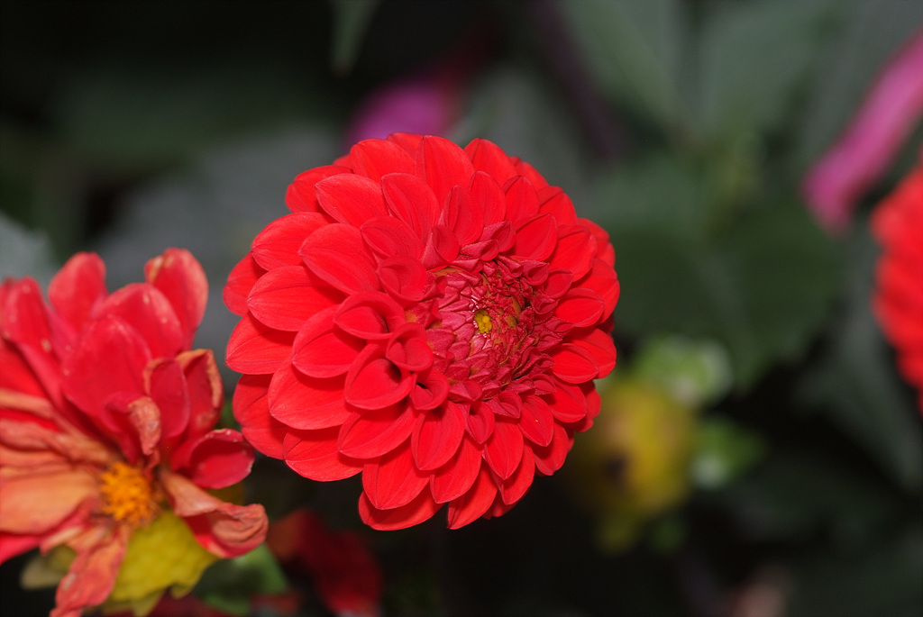 다알리아 - YELLOw BAIRD, Dahlia pinnata Cav.