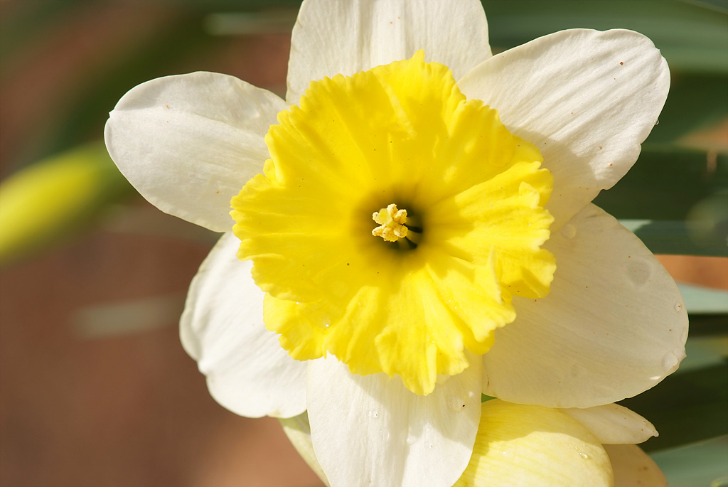 수선화 - daffodil, Narcissus tazetta var. chinensis