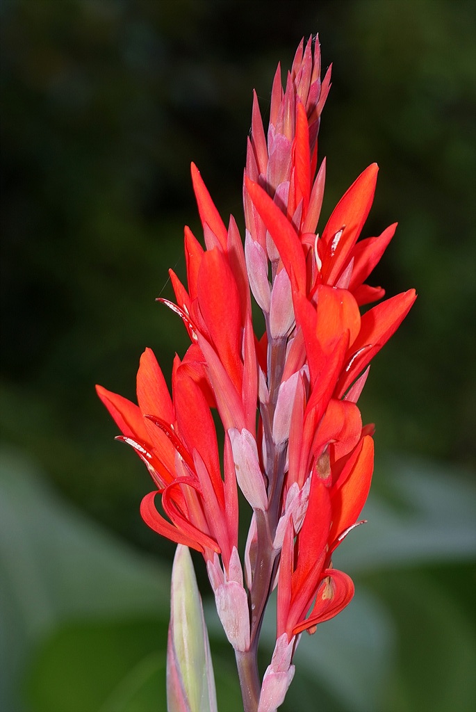 칸나 - Canna lily, Canna spp