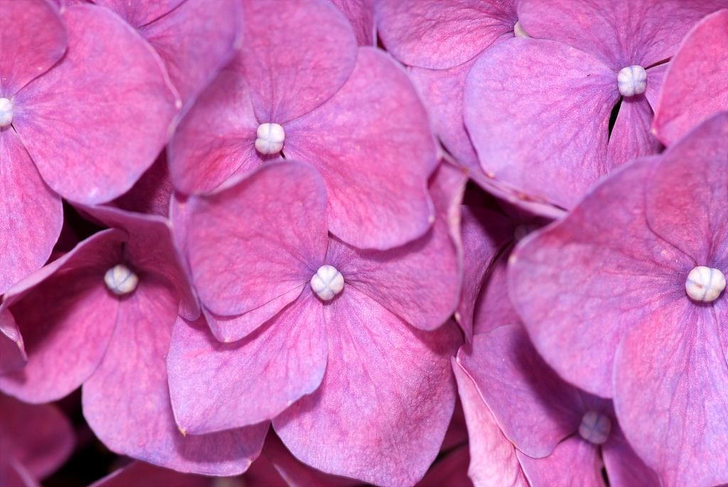 수국 - Hydrangea, Hydrangea macrophylla (Thunb.) Ser. for. otaksa (Siebold & Zucc.) E. H. Wilson