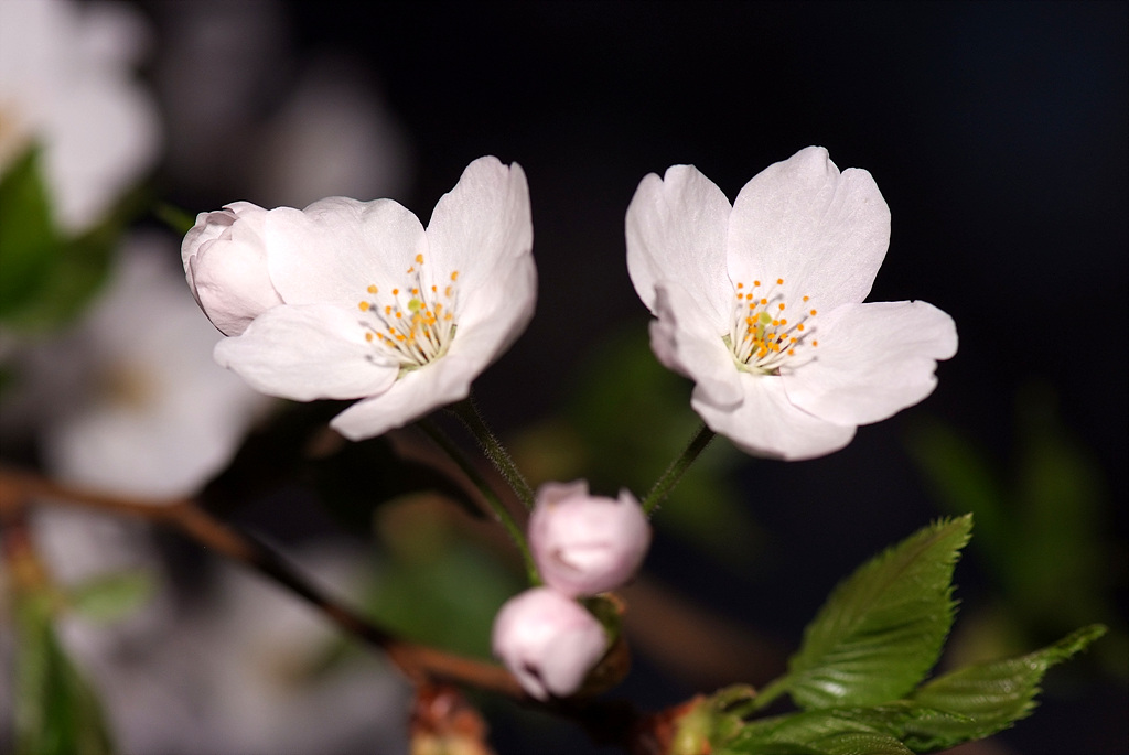 벚나무 - Prunus serrulata var. spontanea (Maxim.) E.H.Wilson