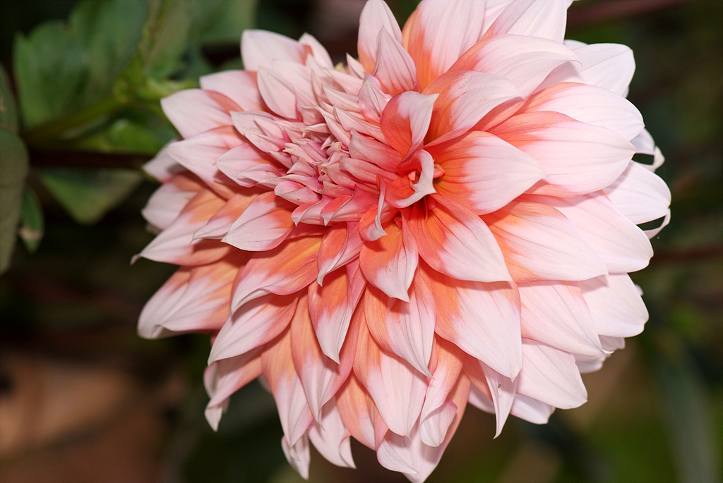 다알리아 - YELLOw BAIRD, Dahlia pinnata Cav.