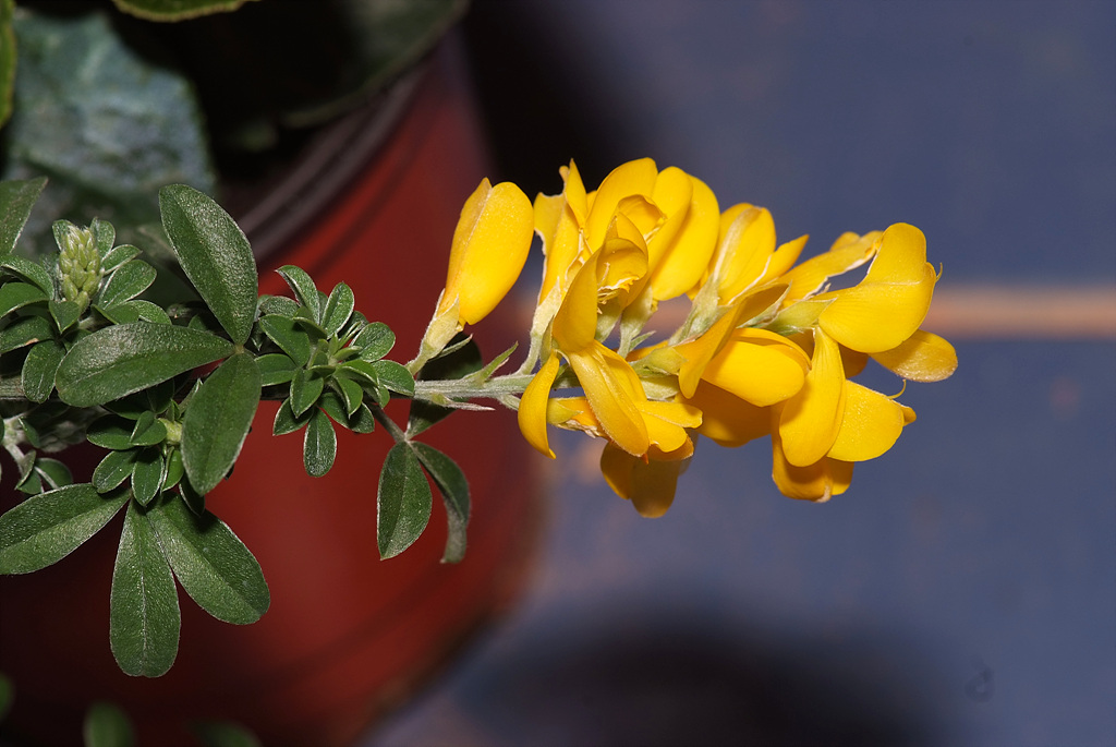 양골담초 - Cytisus scoparius (L.) Link