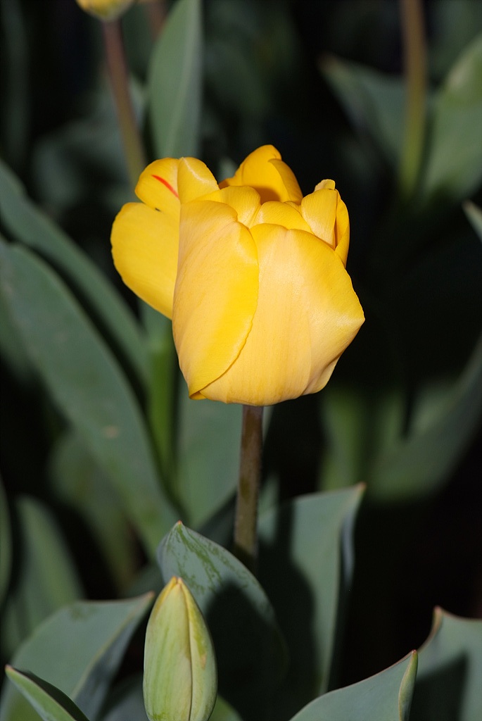 튤립 - Tulip, Tulipa gesneriana