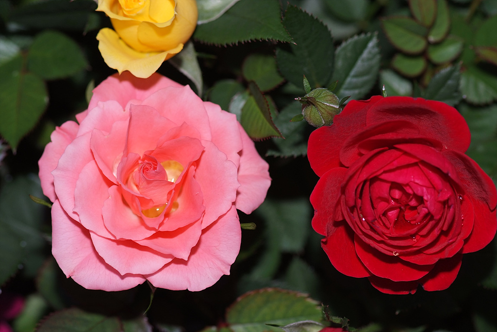 장미 - Rose, Rosa hybrida