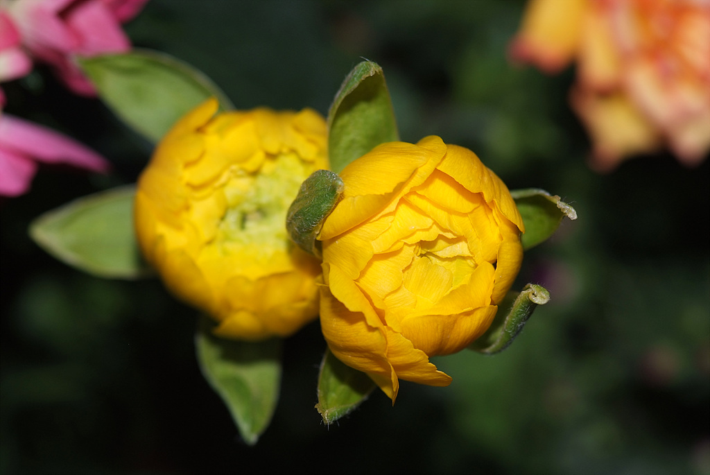 라넌큘러스 - Ranunculus asiaticus