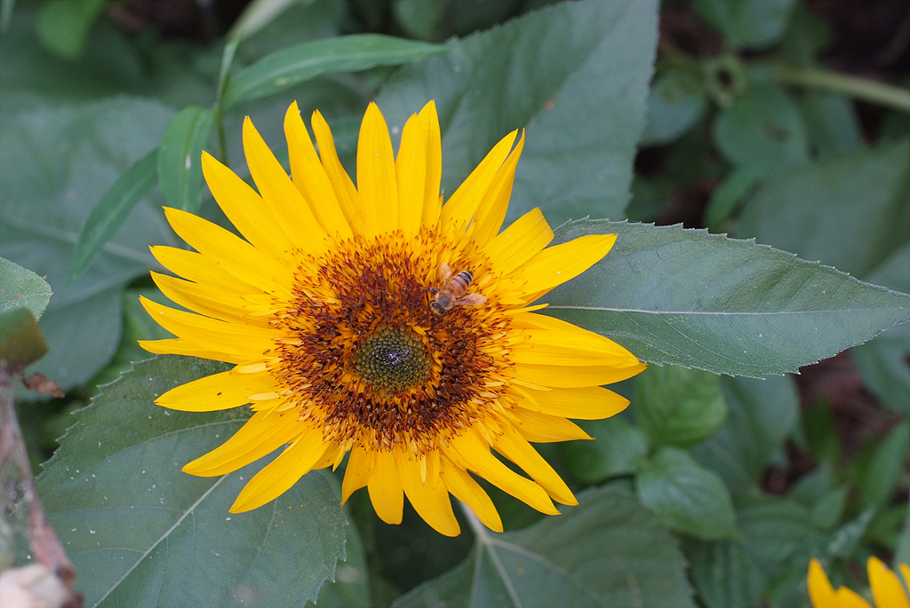 해바라기 - Sunflower, Helianthus annuus