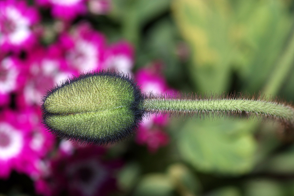 개양귀비 - Field Poppy, Papaver rhoeas L.