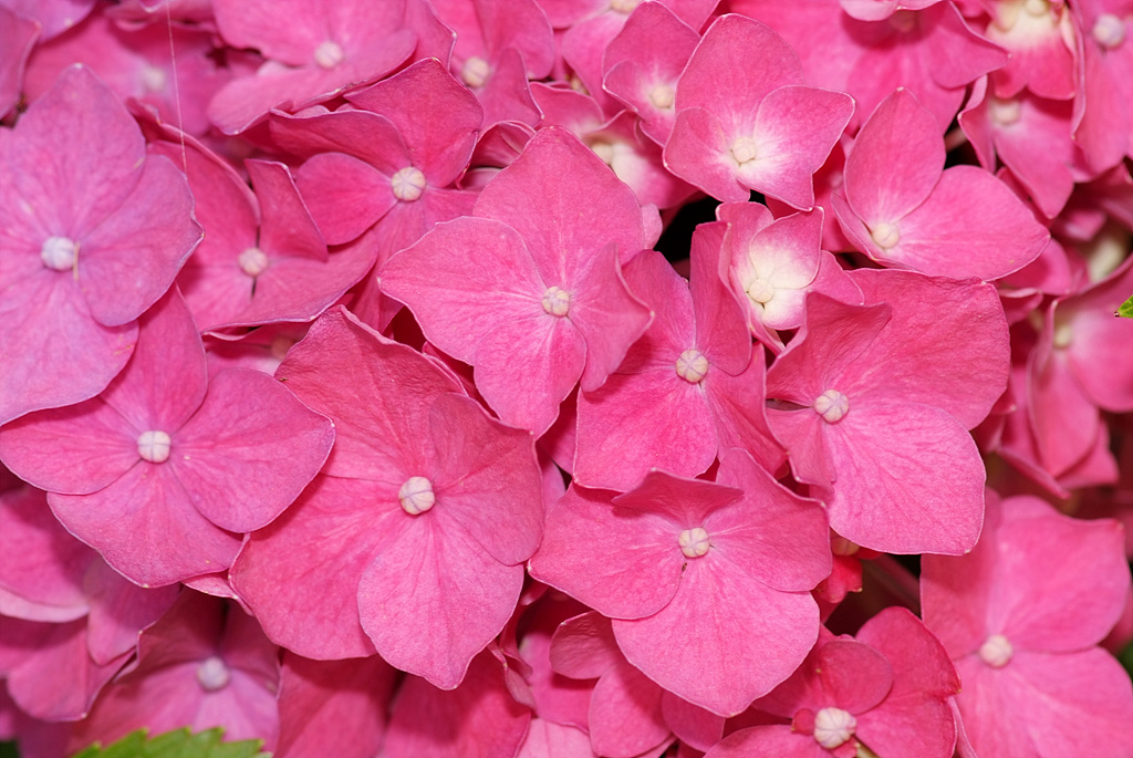 수국 - Hydrangea, Hydrangea macrophylla (Thunb.) Ser. for. otaksa (Siebold & Zucc.) E. H. Wilson