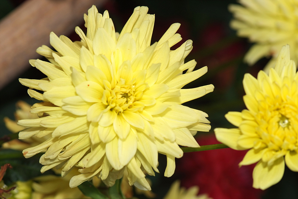 다알리아 - YELLOw BAIRD, Dahlia pinnata Cav.