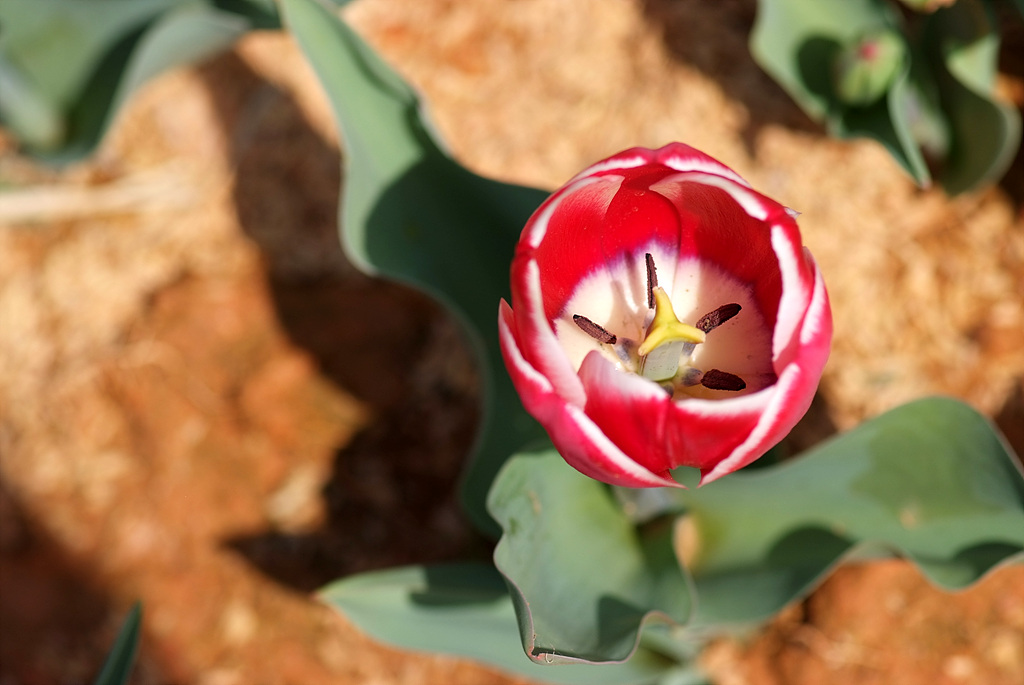 튤립 - Tulip, Tulipa gesneriana