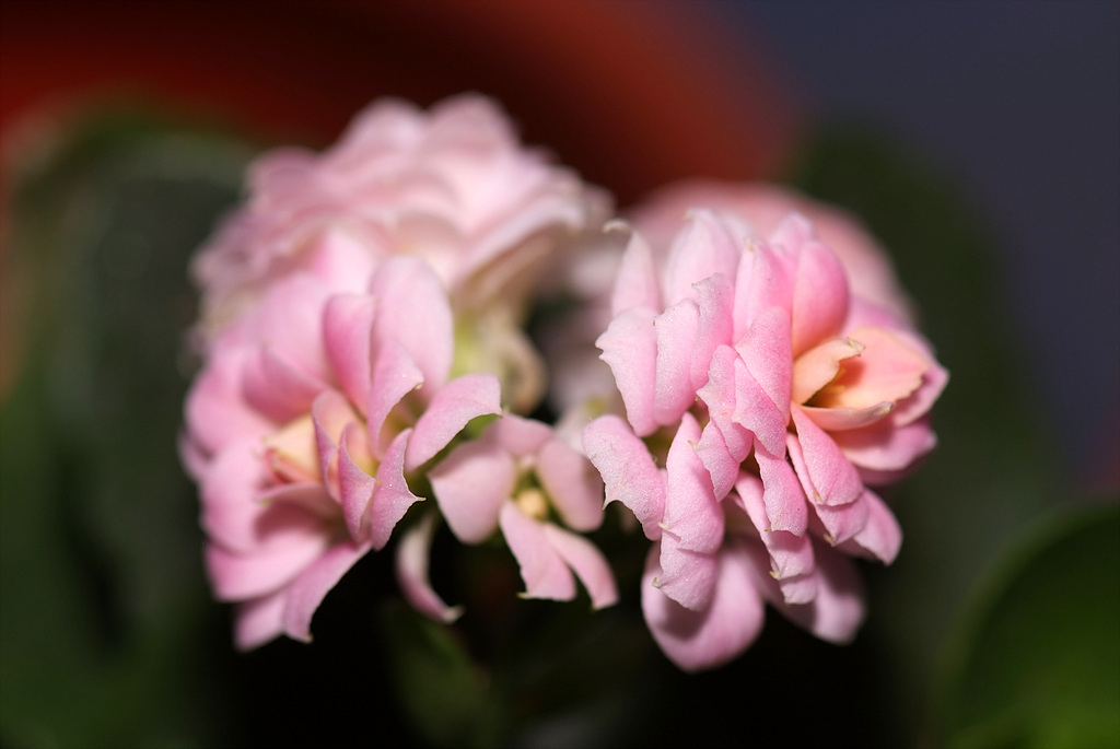 카랑코에 - Kalanchoe, Kalanchoe blossfeldiana