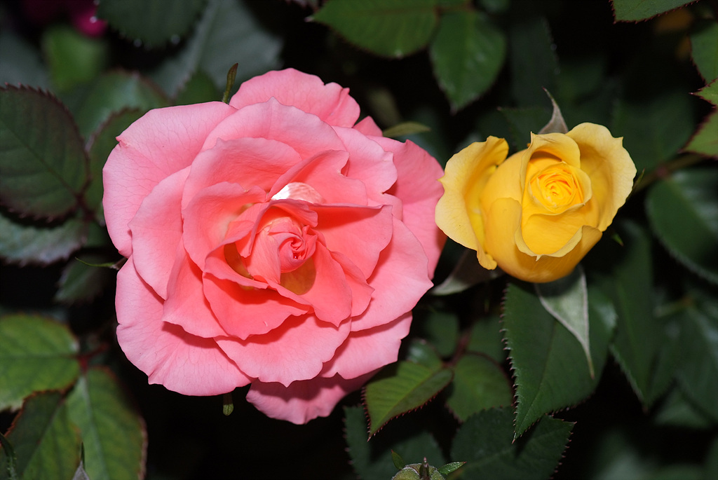 장미 - Rose, Rosa hybrida