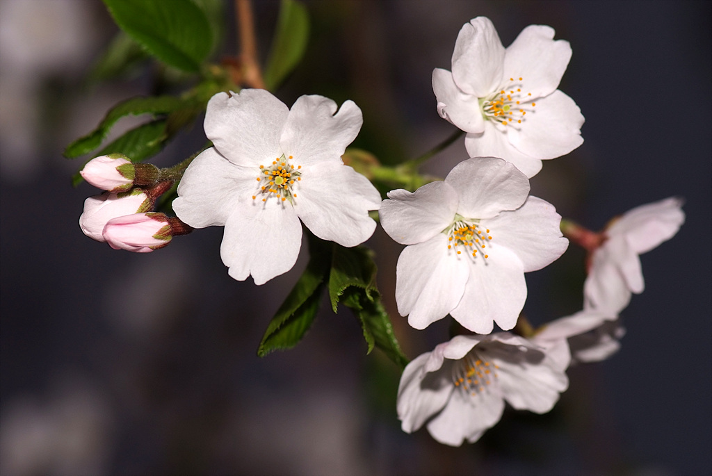 벚나무 - Prunus serrulata var. spontanea (Maxim.) E.H.Wilson