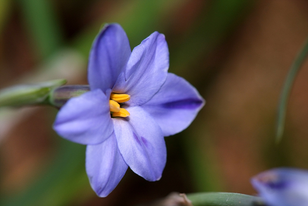 향기별꽃 - starflower, spring starflower, Ipheion uniflorum