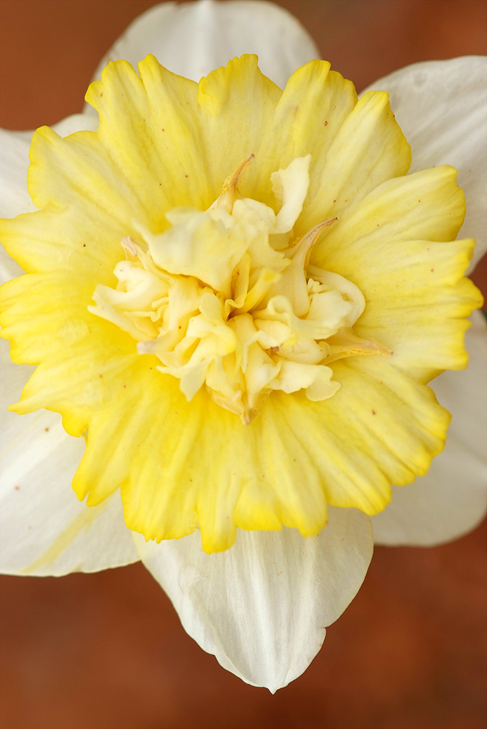 수선화 - daffodil, Narcissus tazetta var. chinensis
