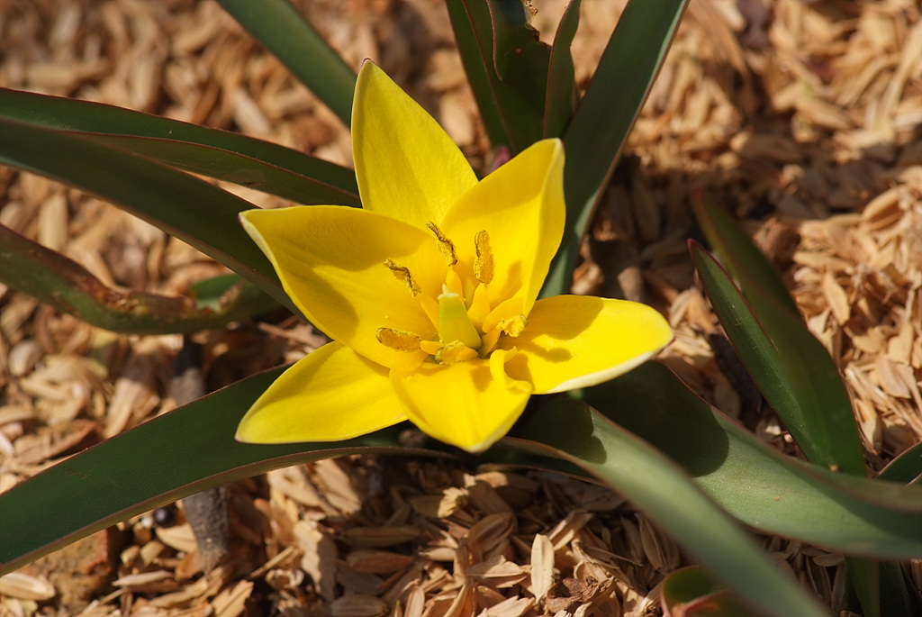 튤립 - Tulip, Tulipa gesneriana
