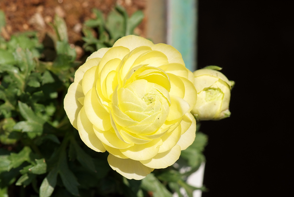 라넌큘러스 - Ranunculus asiaticus