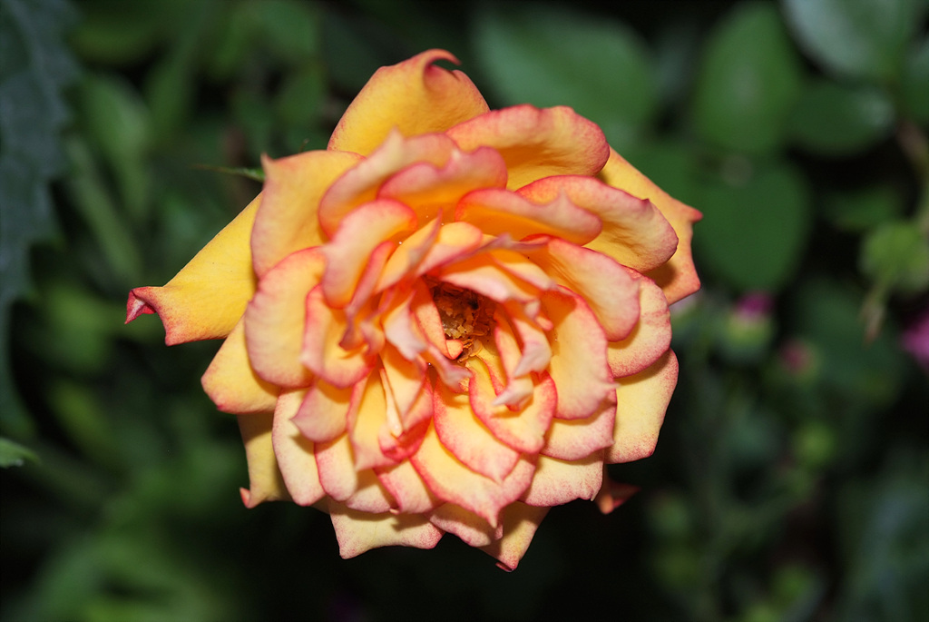 장미 - Rose, Rosa hybrida