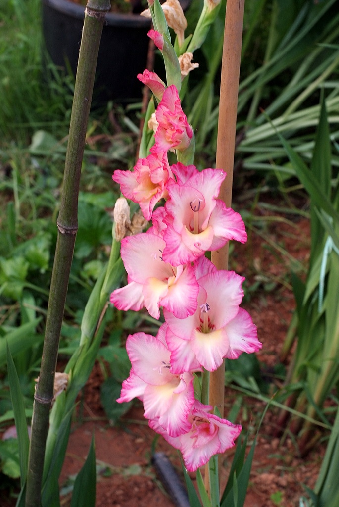 글라디올러스 - Gladiolus gandavensis Van Houtte