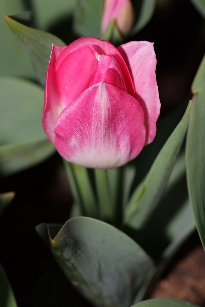 튤립 - Tulip, Tulipa gesneriana