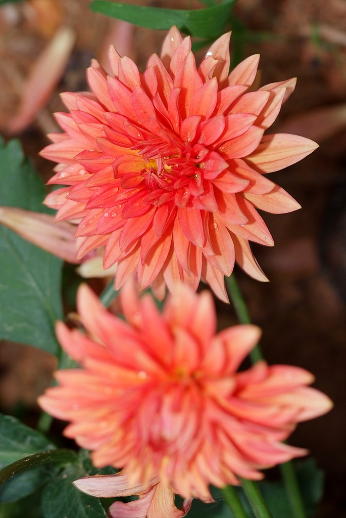 다알리아 - YELLOw BAIRD, Dahlia pinnata Cav.