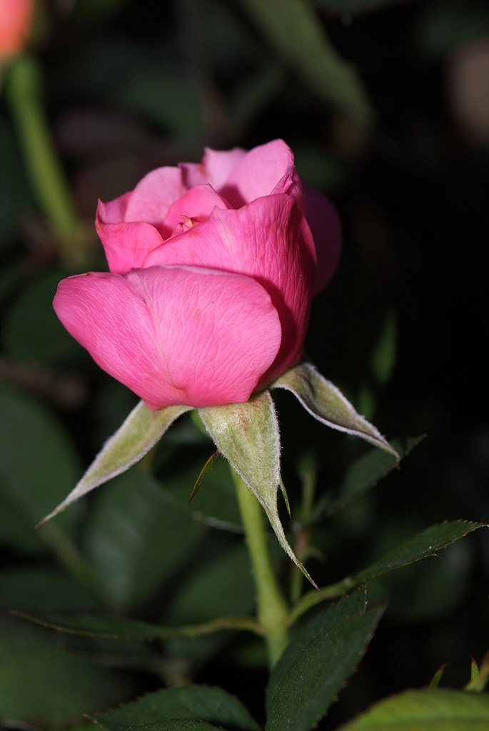 장미 - Rose, Rosa hybrida