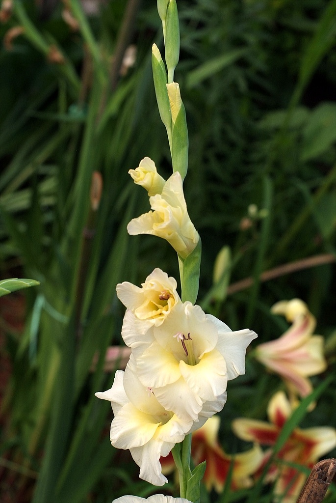 글라디올러스 - Gladiolus gandavensis Van Houtte
