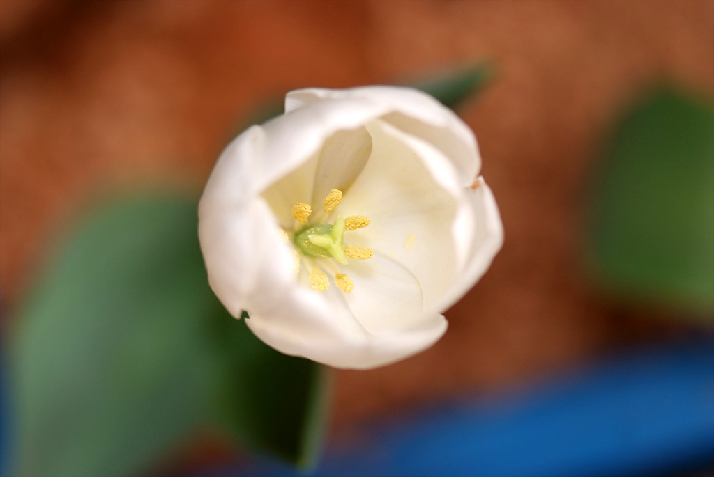 튤립 - Tulip, Tulipa gesneriana
