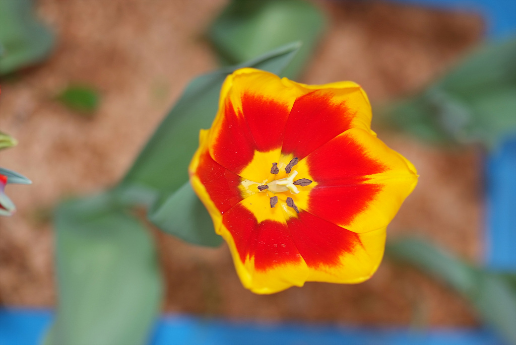 튤립 - Tulip, Tulipa gesneriana
