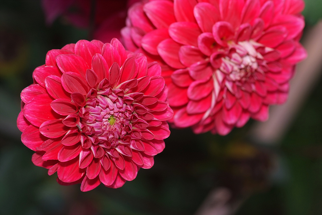 다알리아 - YELLOw BAIRD, Dahlia pinnata Cav.