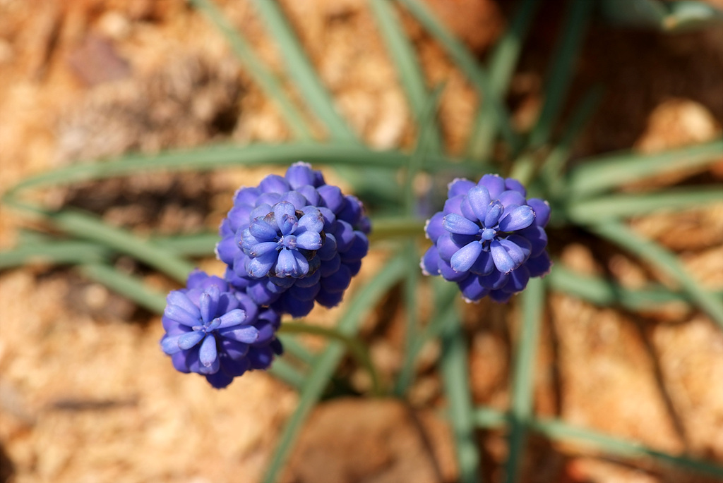 무스카리 - blue grape hyacinth, Muscari armeniacum.