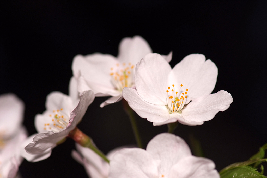 벚나무 - Prunus serrulata var. spontanea (Maxim.) E.H.Wilson