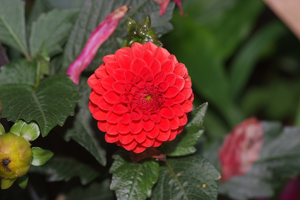 다알리아 - YELLOw BAIRD, Dahlia pinnata Cav.