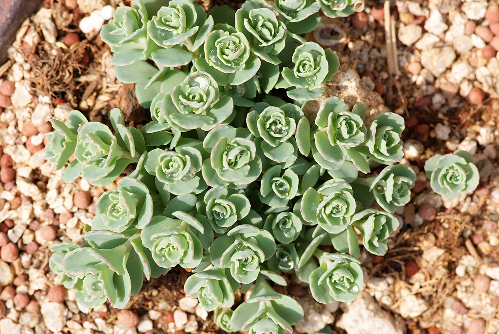 둥근잎꿩의비름 - Sedum rotundifolium