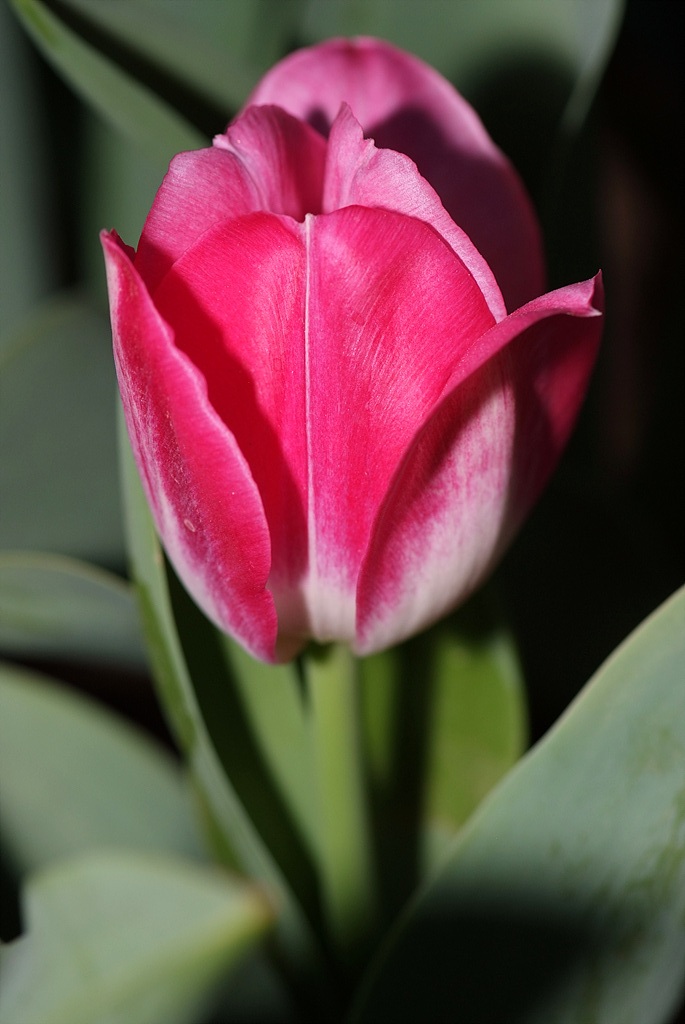 튤립 - Tulip, Tulipa gesneriana