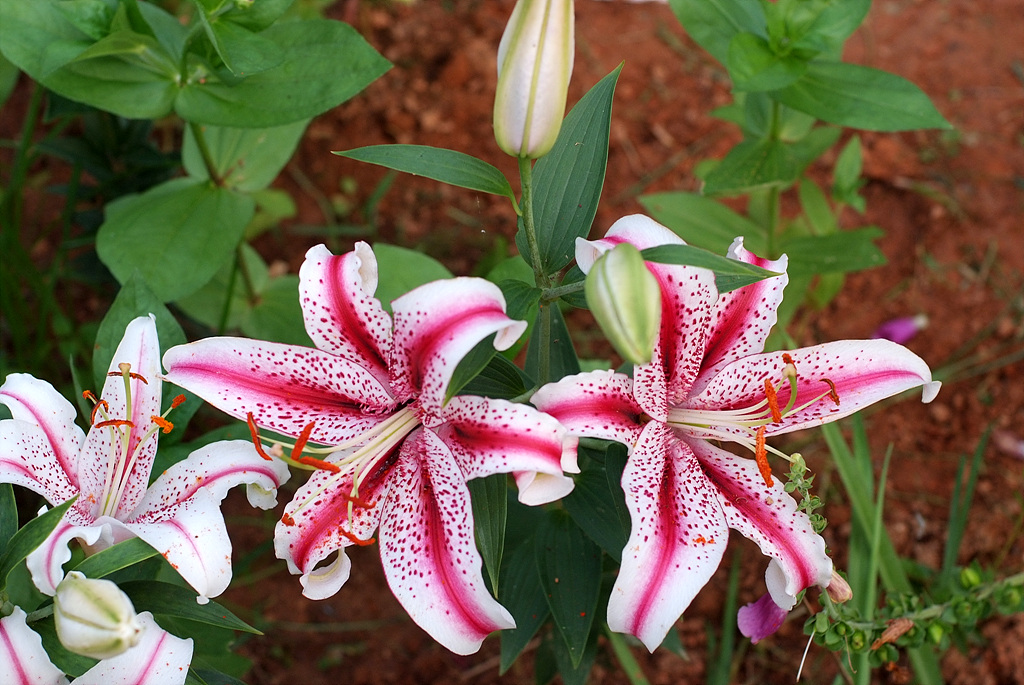 백합 - Lily, Lilium longiflorum Thunb.
