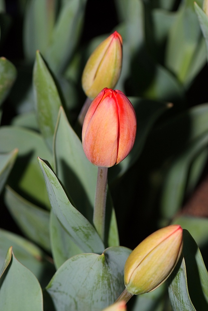 튤립 - Tulip, Tulipa gesneriana