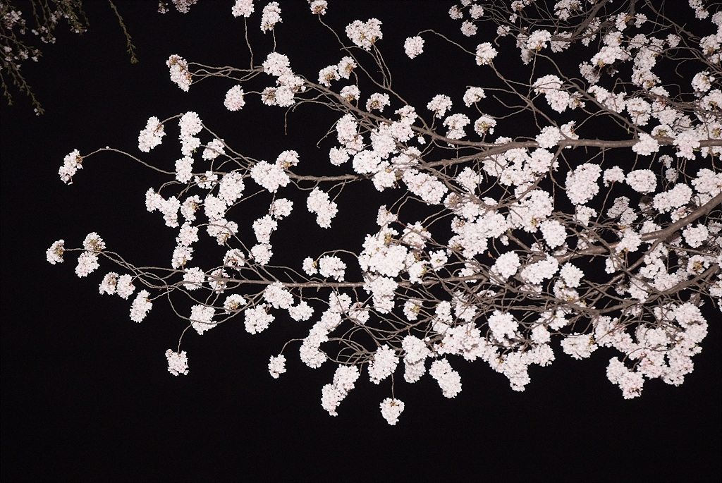 벚나무 - Prunus serrulata var. spontanea (Maxim.) E.H.Wilson