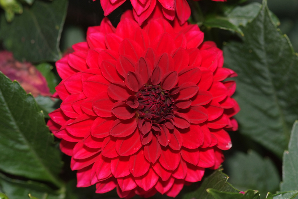 다알리아 - YELLOw BAIRD, Dahlia pinnata Cav.