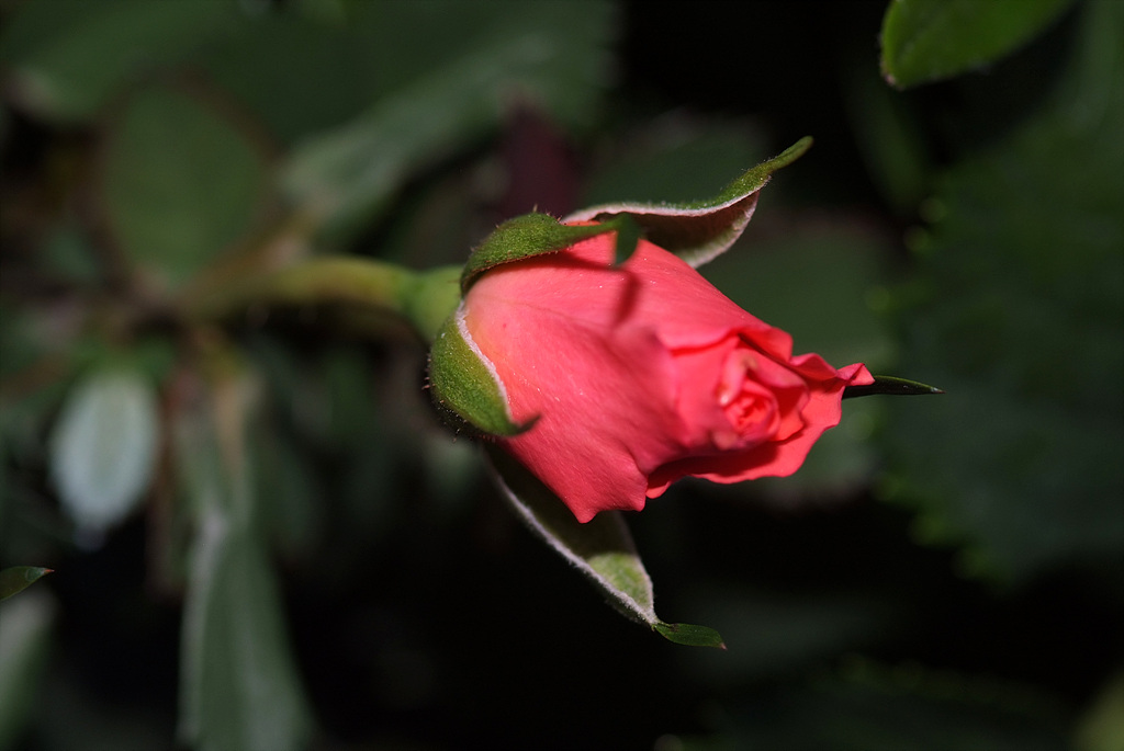 장미 - Rose, Rosa hybrida