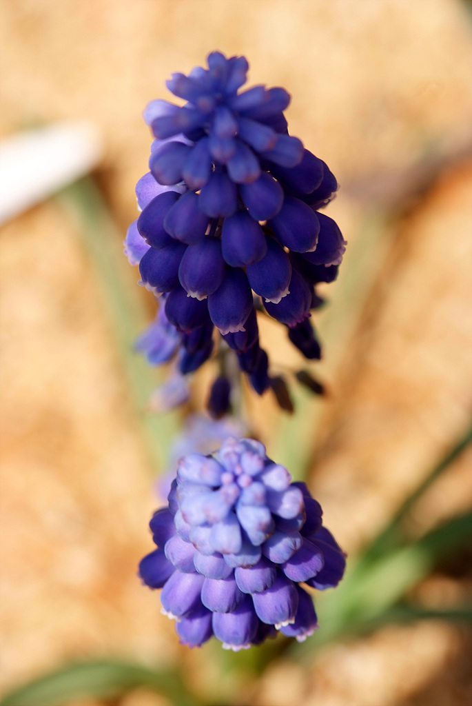 무스카리 - blue grape hyacinth, Muscari armeniacum.