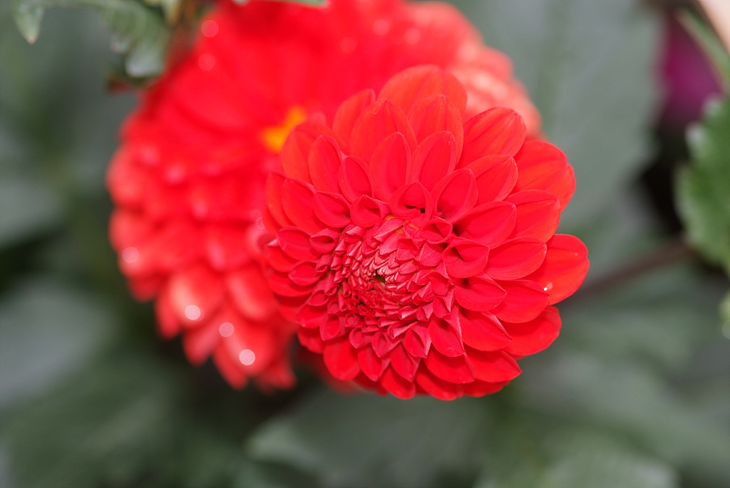 다알리아 - YELLOw BAIRD, Dahlia pinnata Cav.
