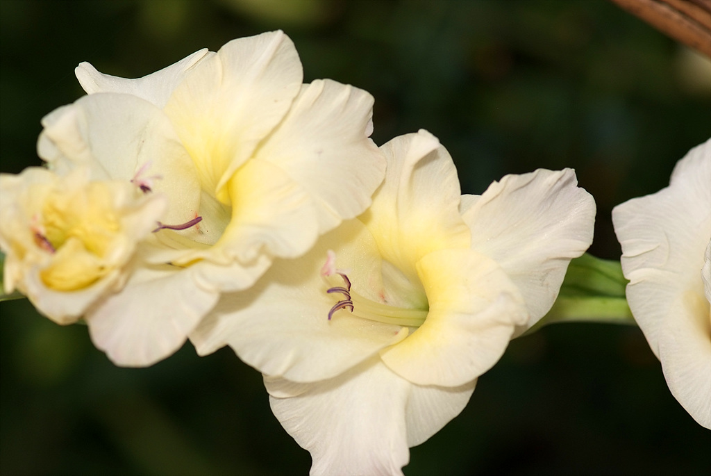 글라디올러스 - Gladiolus gandavensis Van Houtte